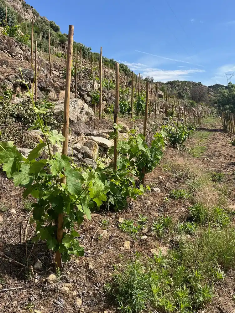 Viñedo en ladera