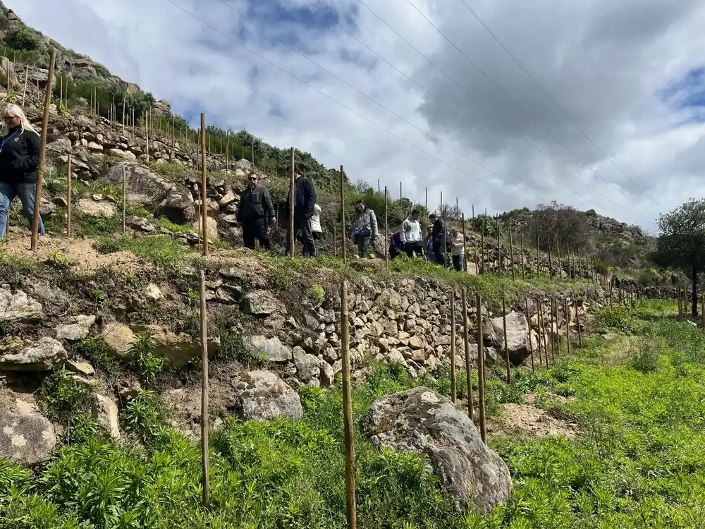 Trabajo de campo en un viñedo del territorio IBEROVID