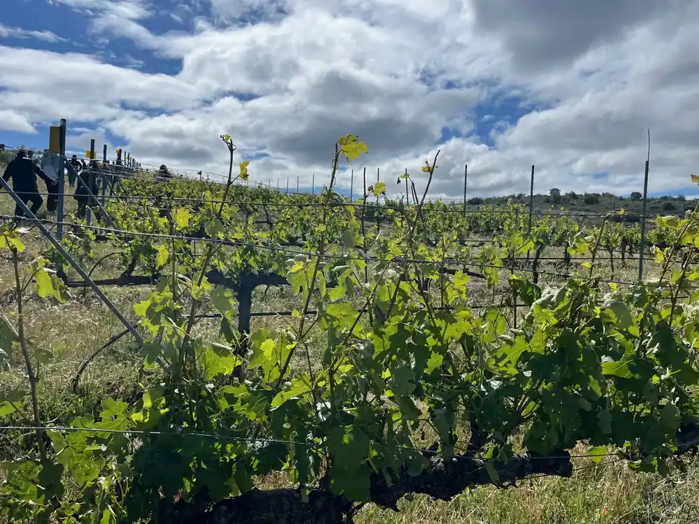Viñedo